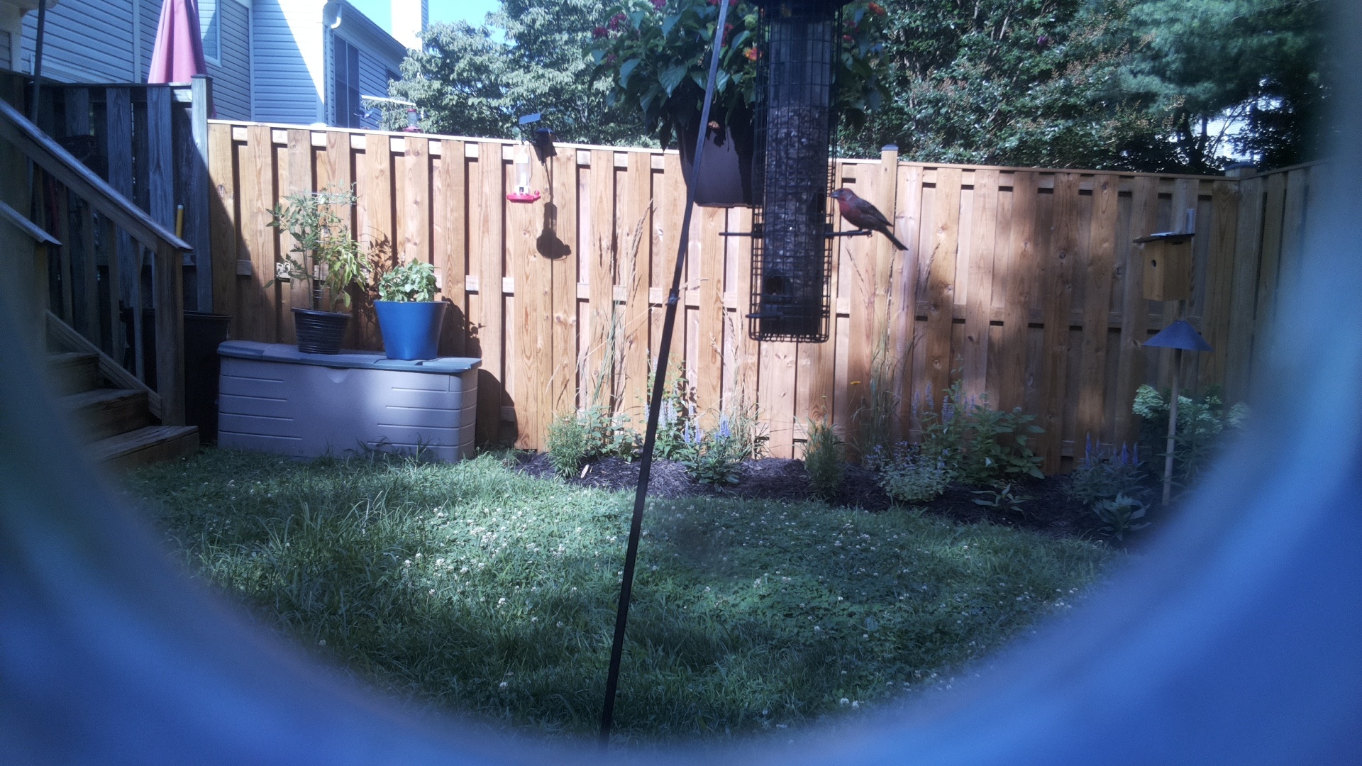 Likely Blackbird/Grackle