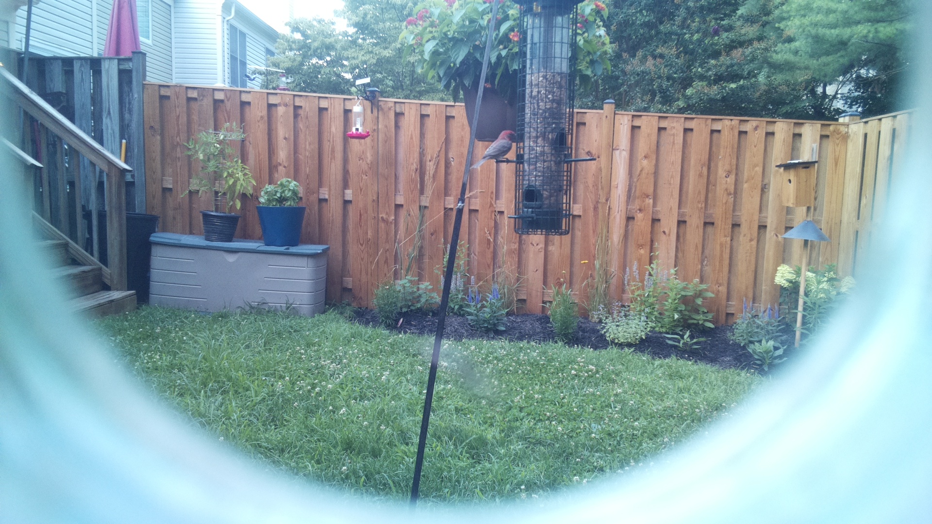 Purple Finch