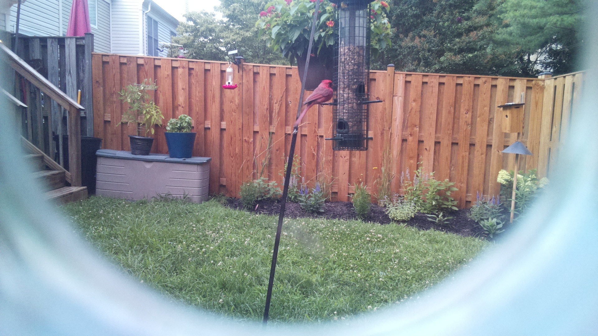 Purple Finch