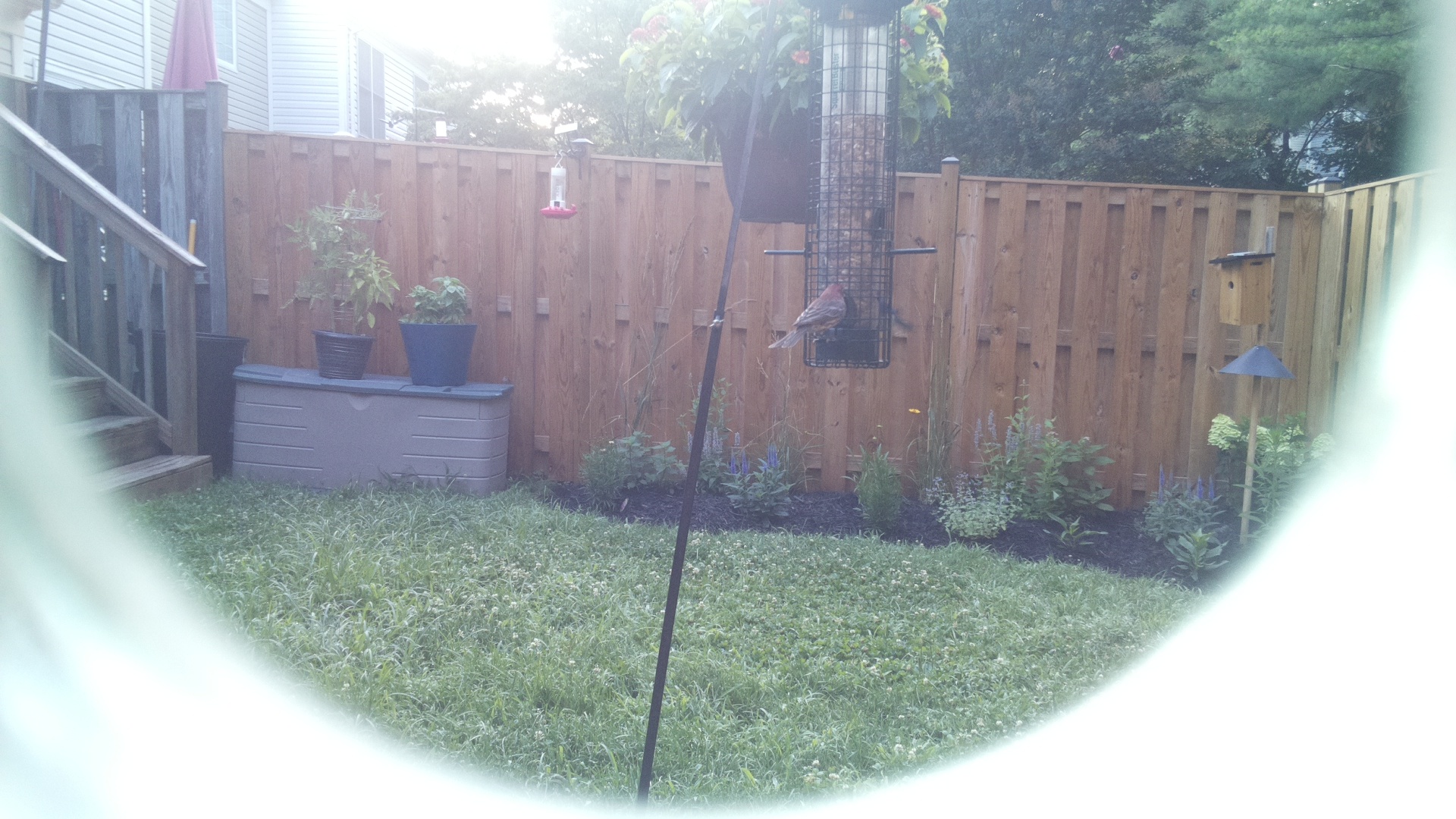 Purple Finch