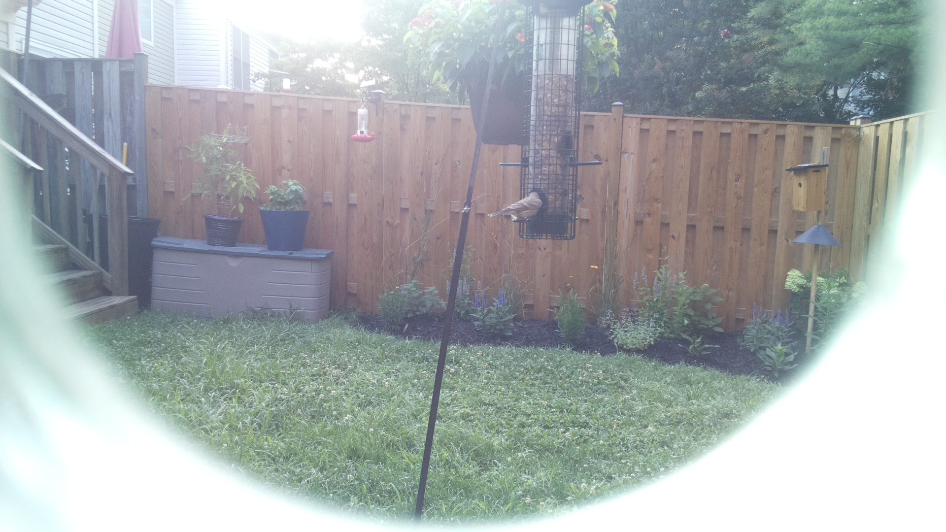 Likely Chickadee/Titmouse