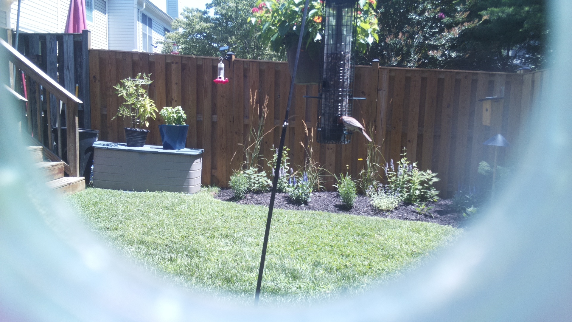 Purple Finch