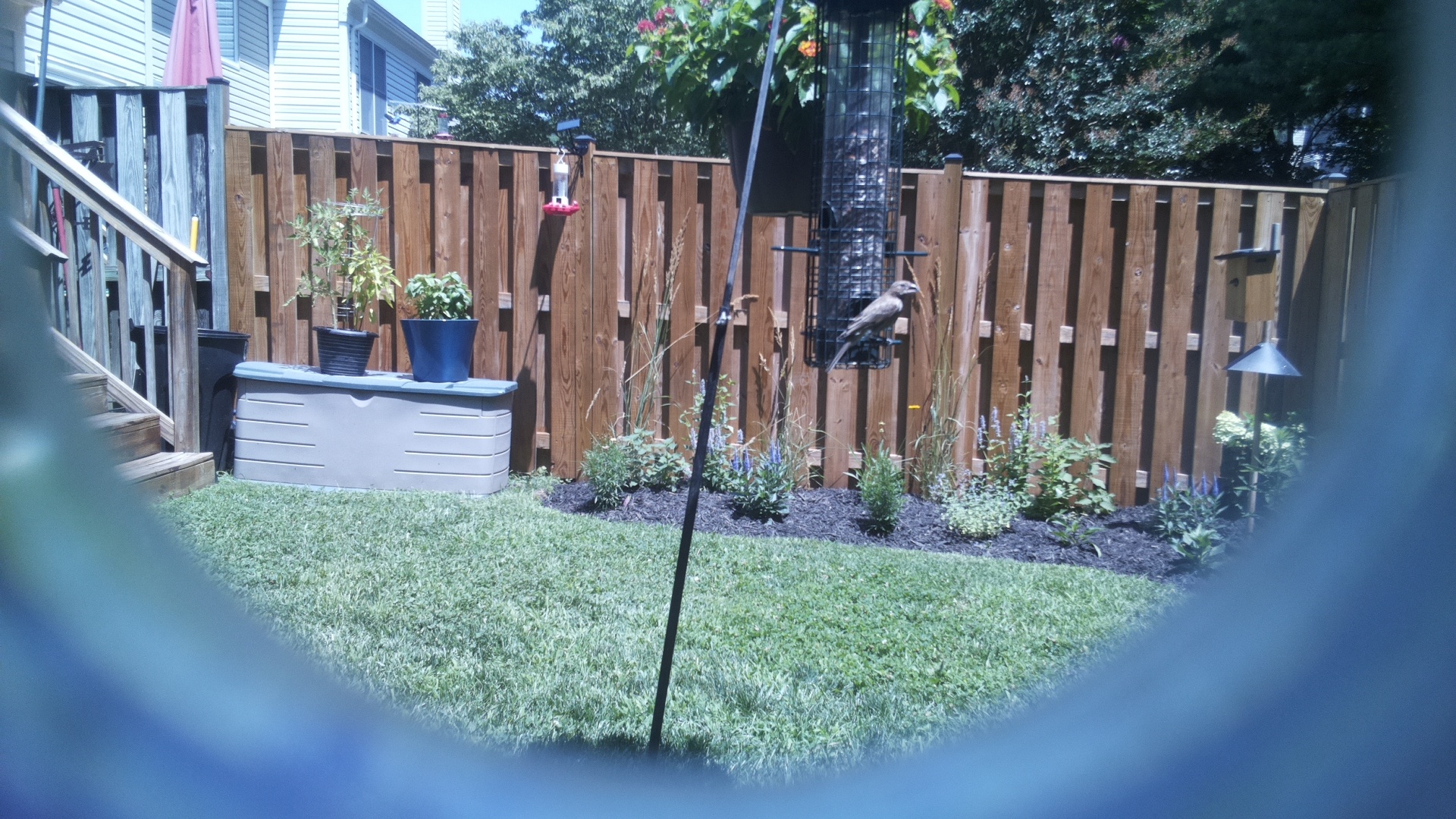 Likely Blackbird/Grackle
