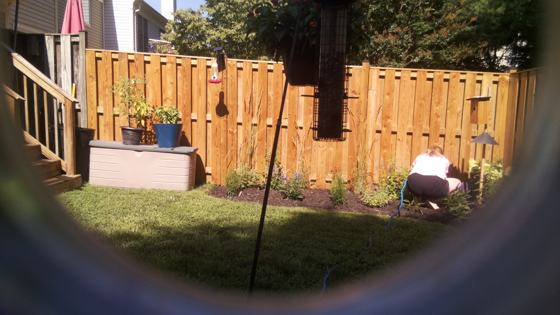Likely Blackbird/Grackle