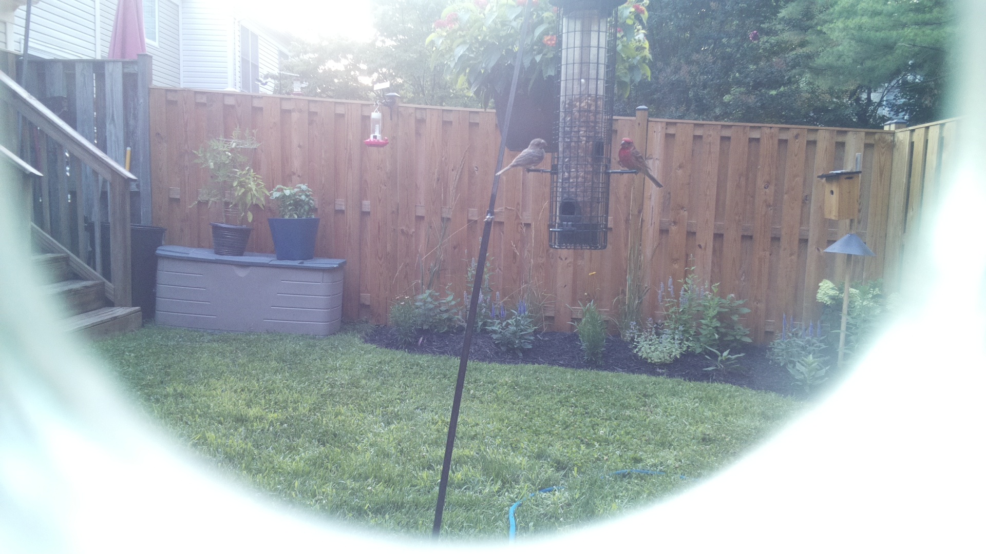 Likely Finch