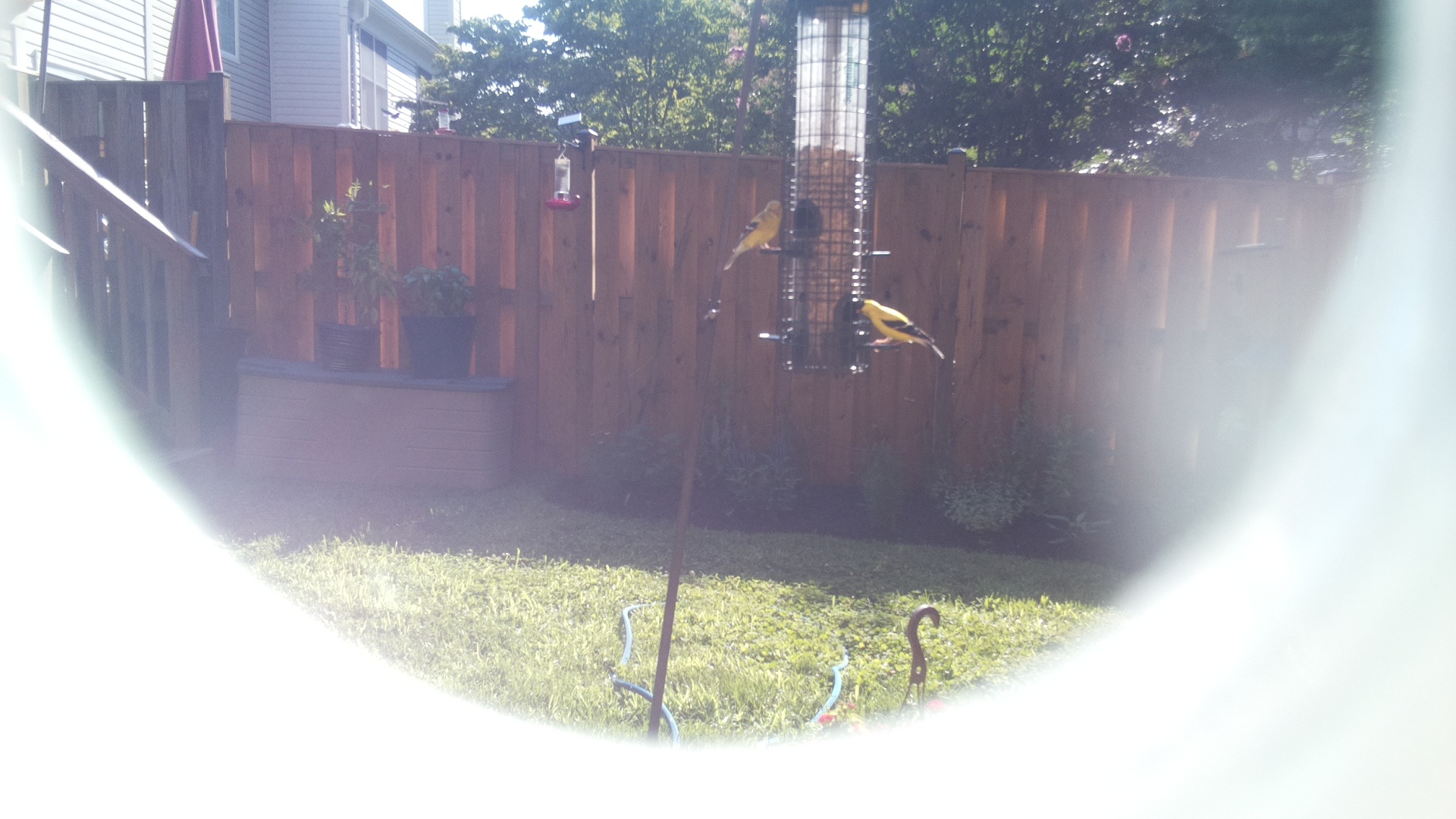 American Goldfinch