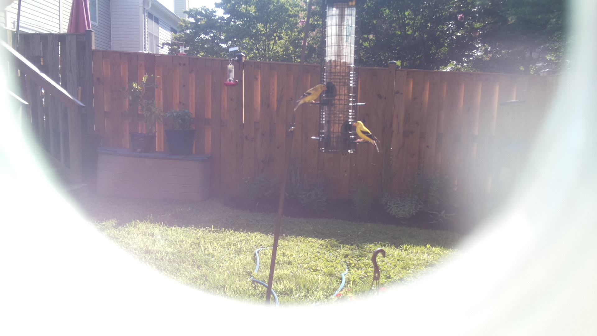 American Goldfinch