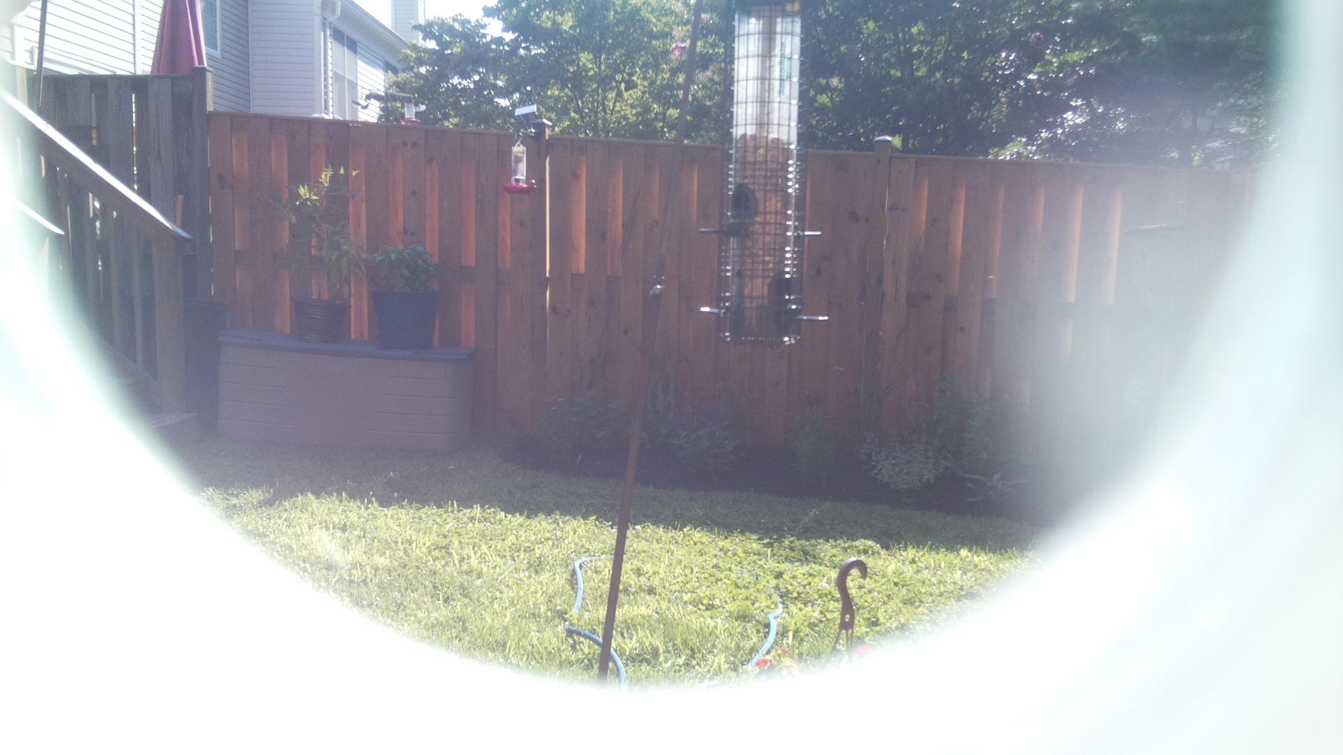 Likely Blackbird/Grackle