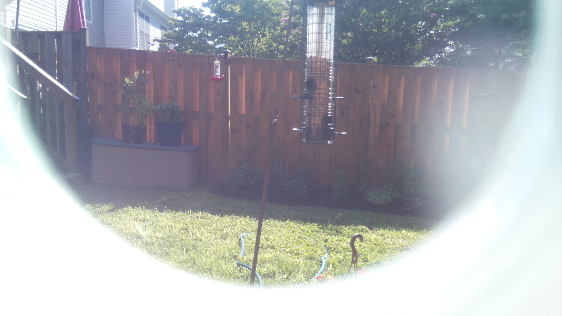 Unknown Bird