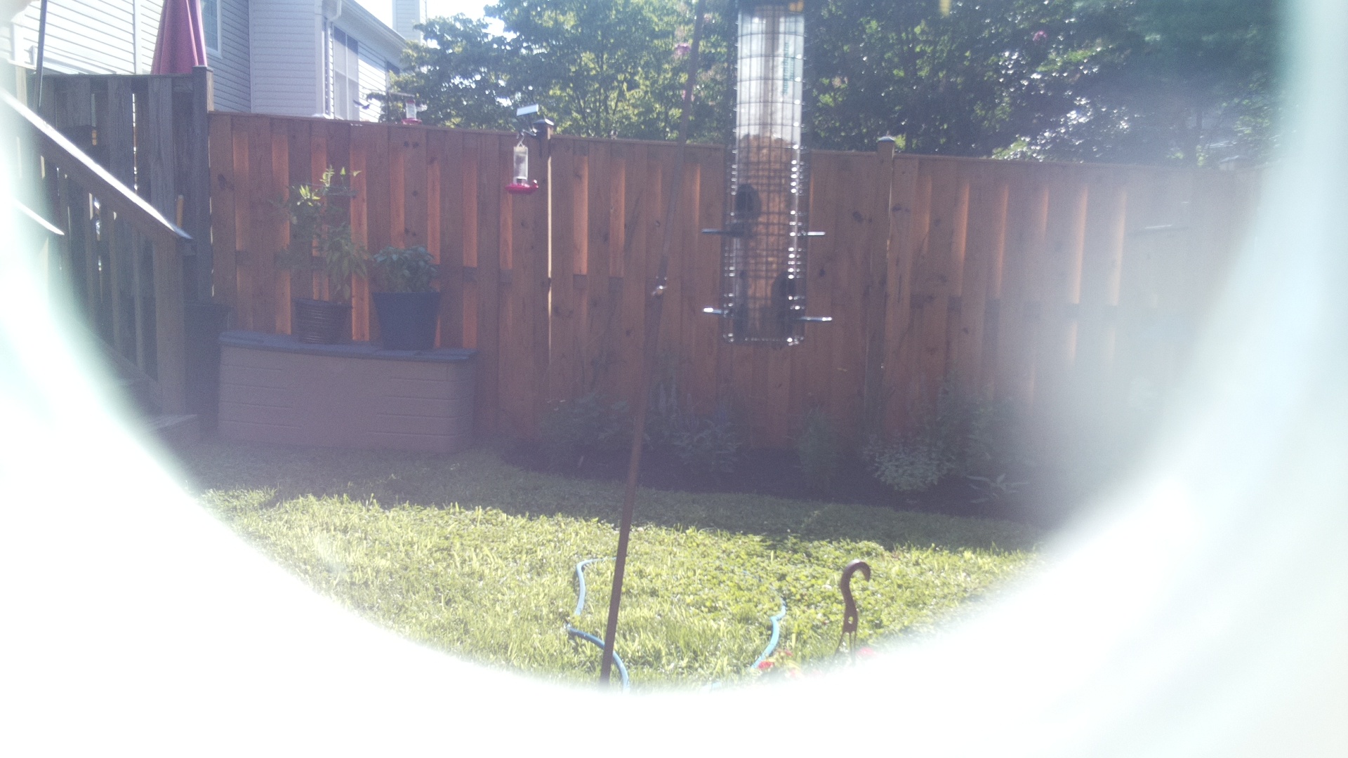 Unknown Bird