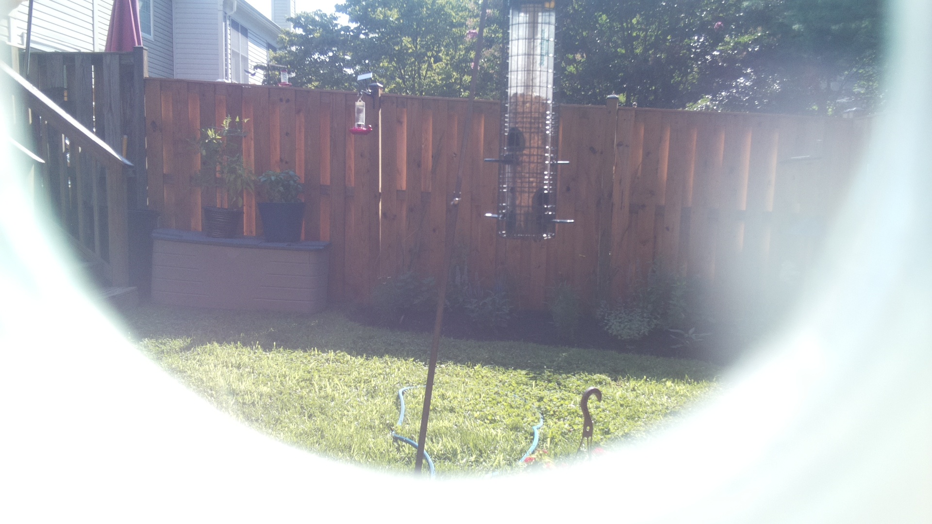Likely Woodpecker
