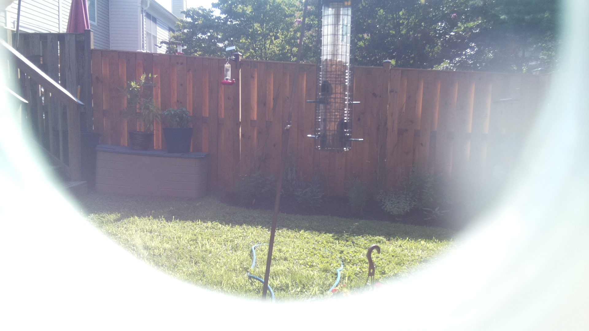 Likely Woodpecker