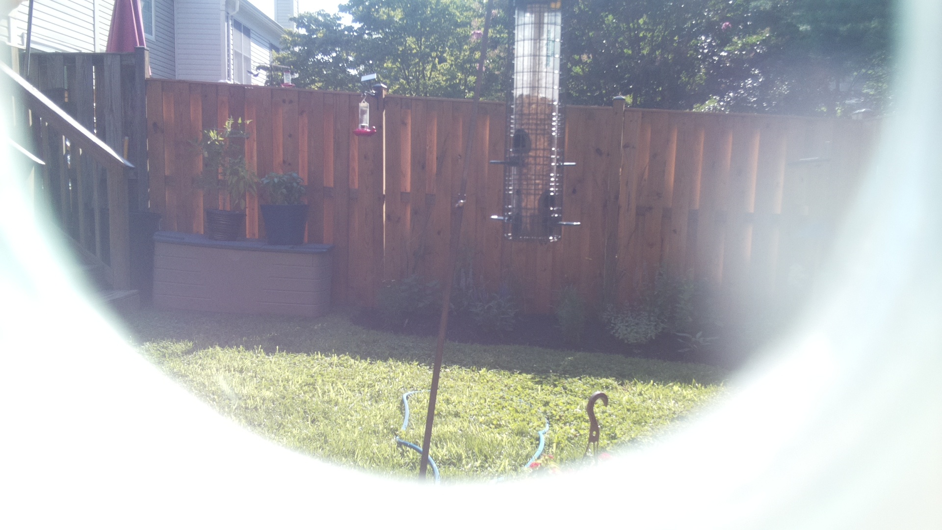 Unknown Bird