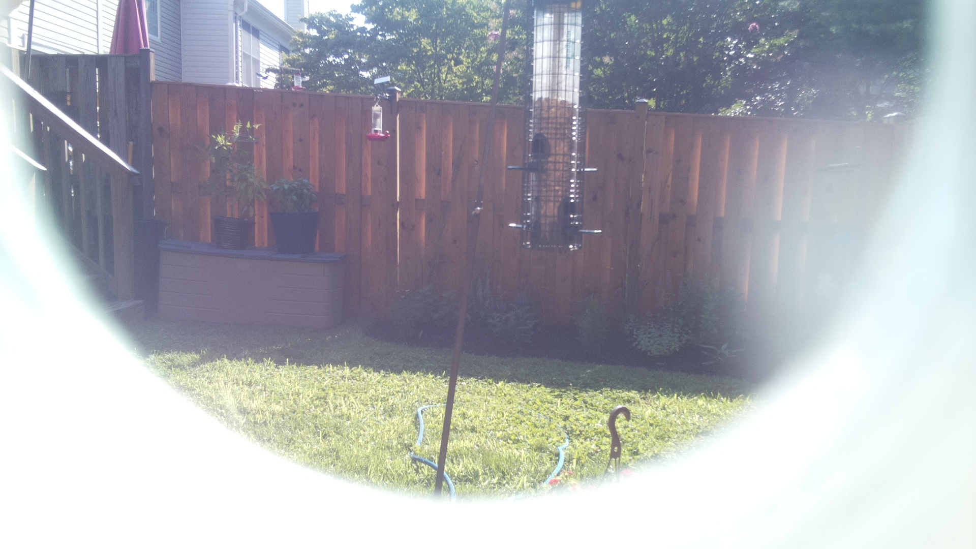 Unknown Bird