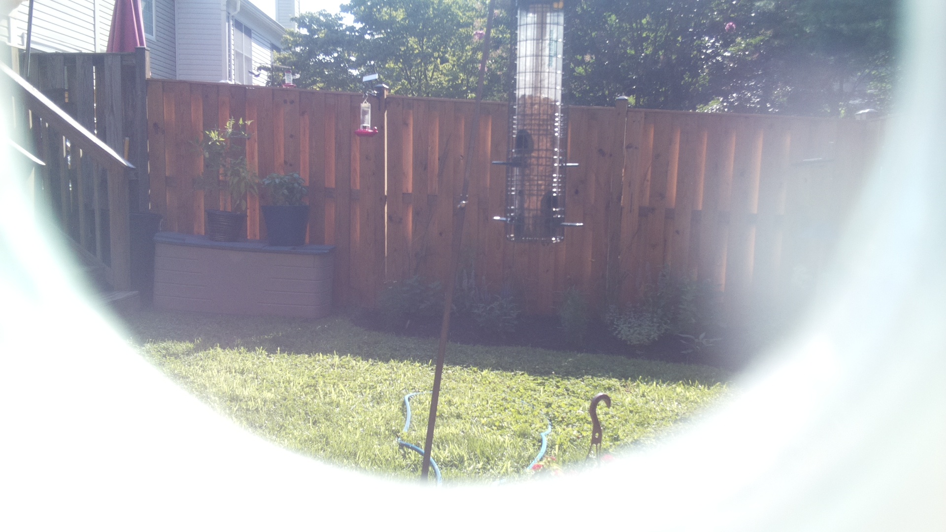 Unknown Bird