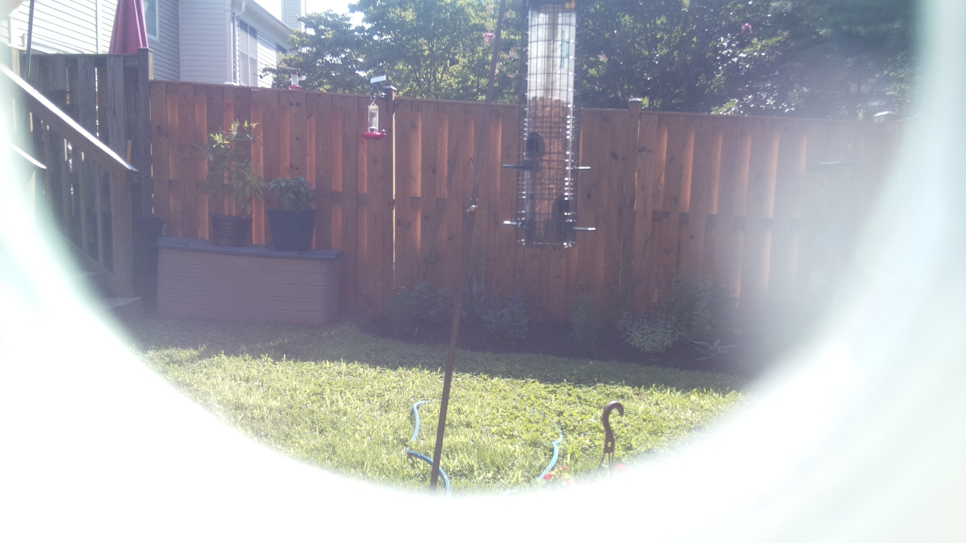 Unknown Bird