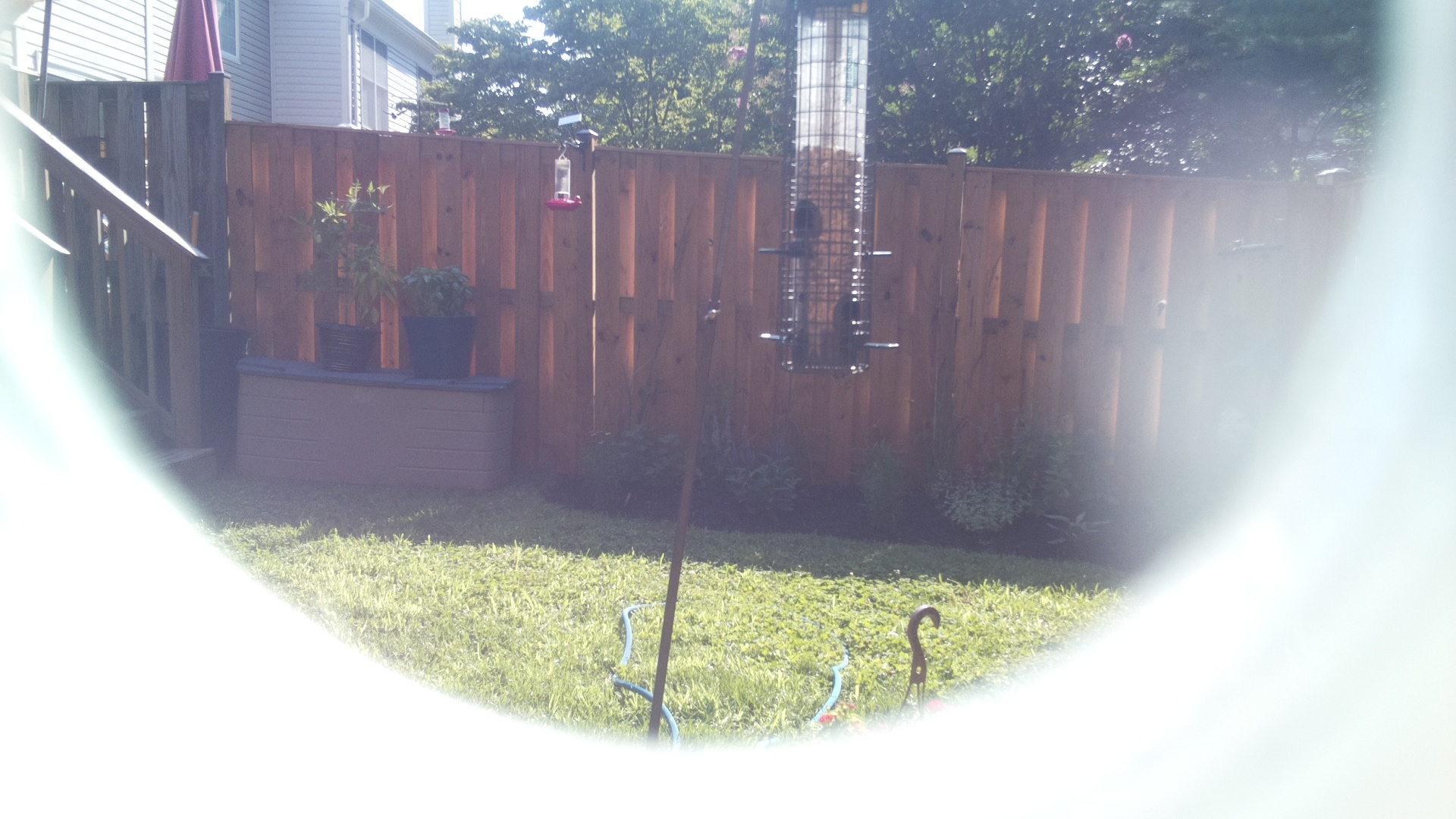 Likely Woodpecker