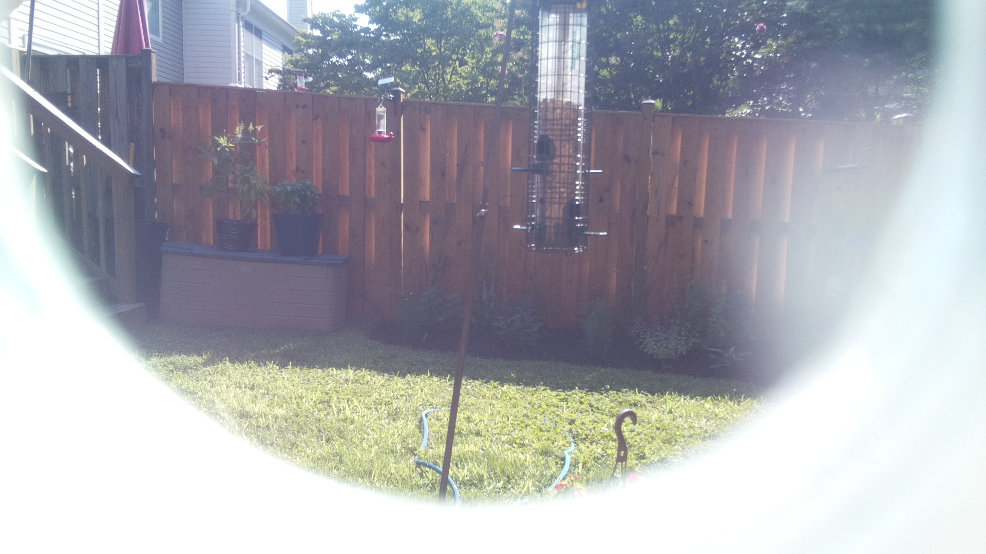 Unknown Bird