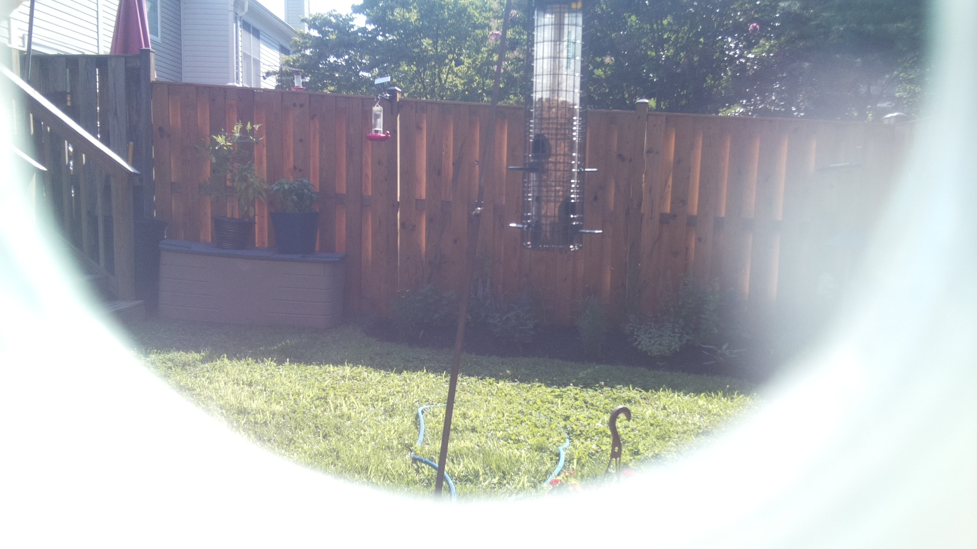 Unknown Bird
