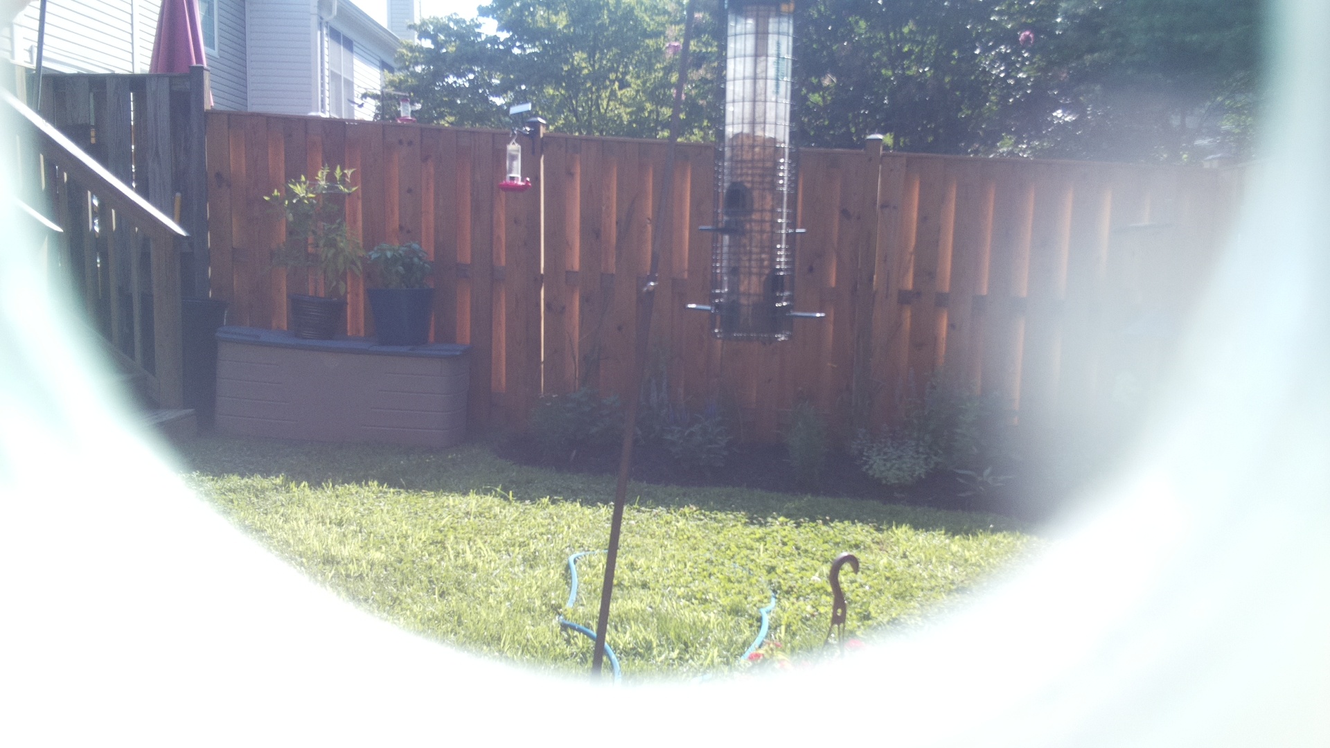 Unknown Bird