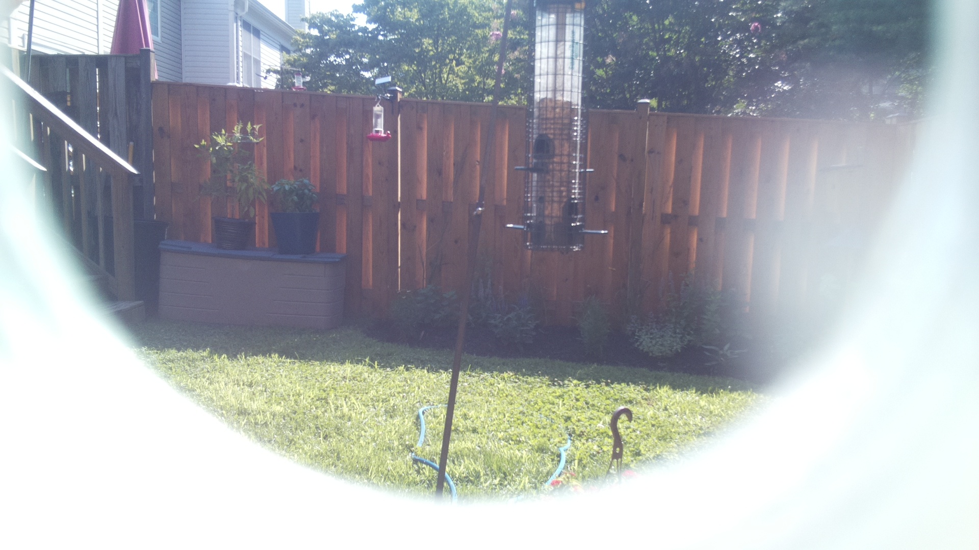 Unknown Bird
