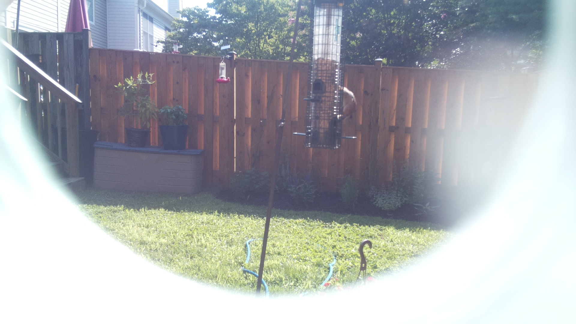 Unknown Bird