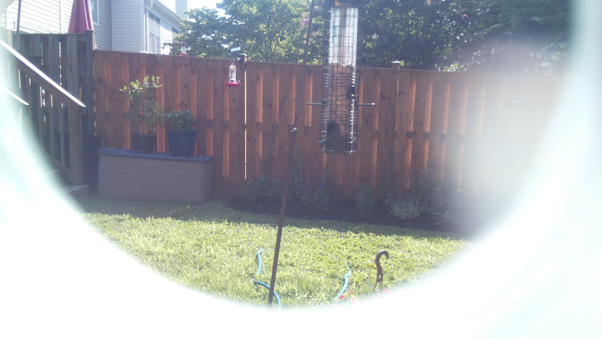 Unknown Bird