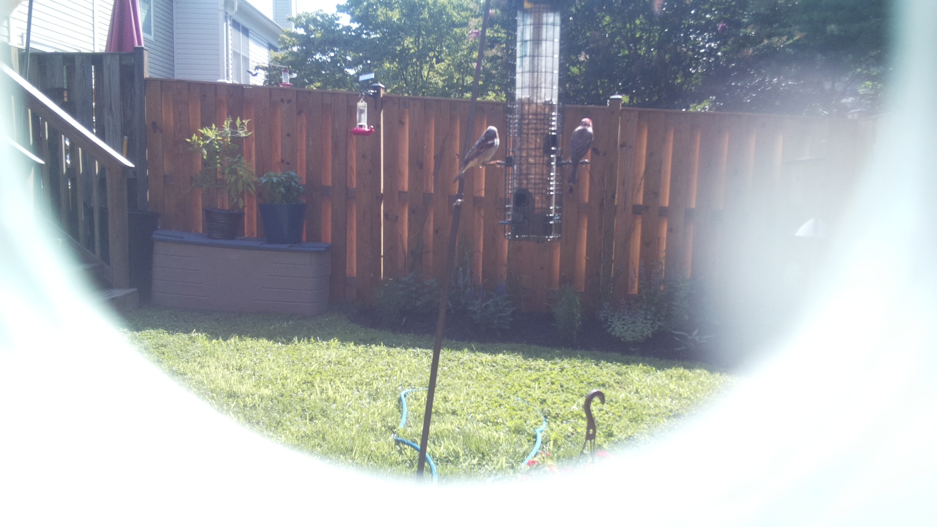 Unknown Bird