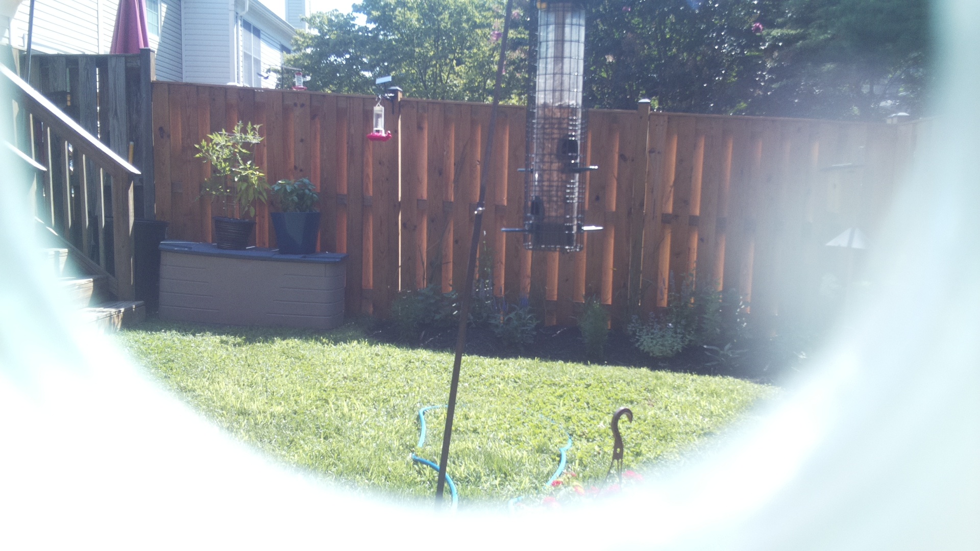 Unknown Bird