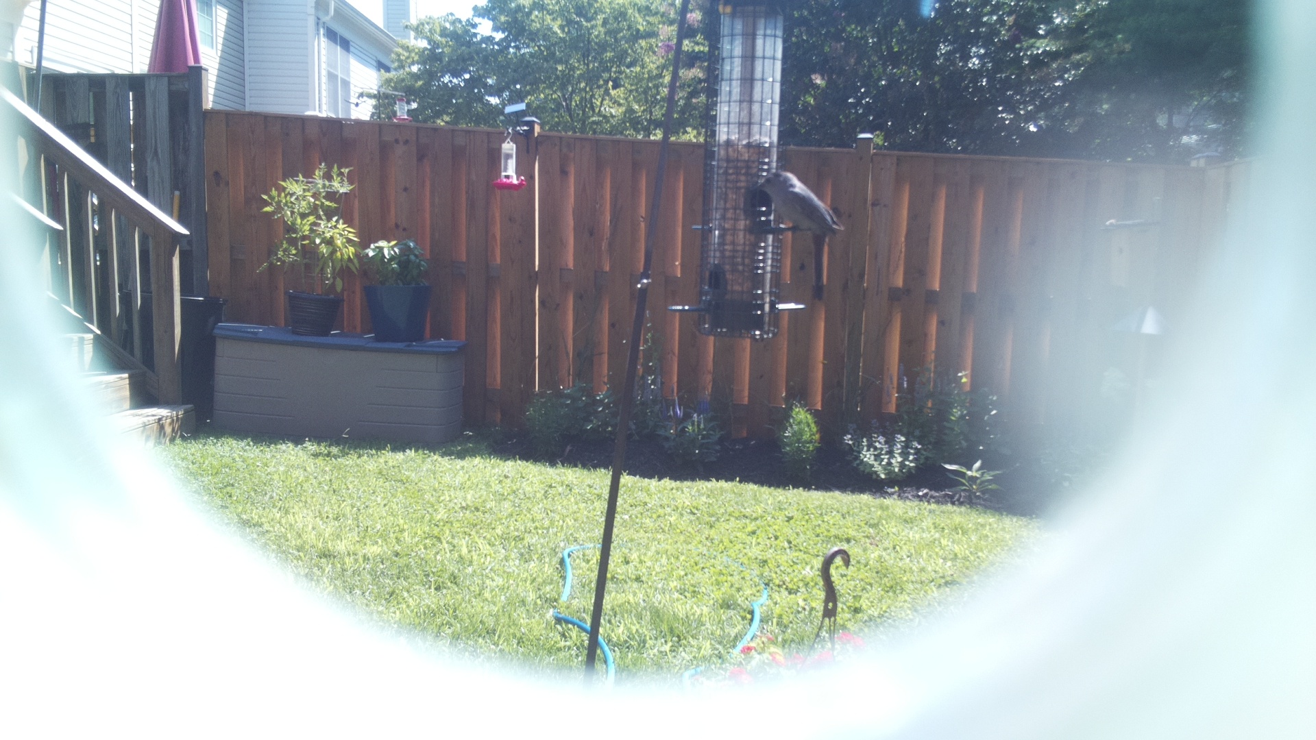 Likely Chickadee/Titmouse
