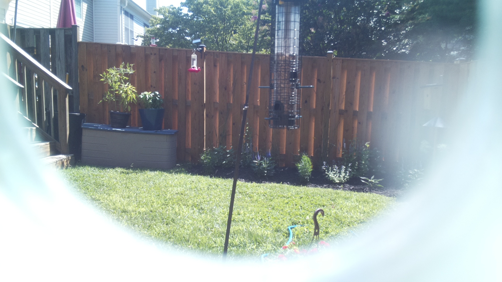 Likely Blackbird/Grackle
