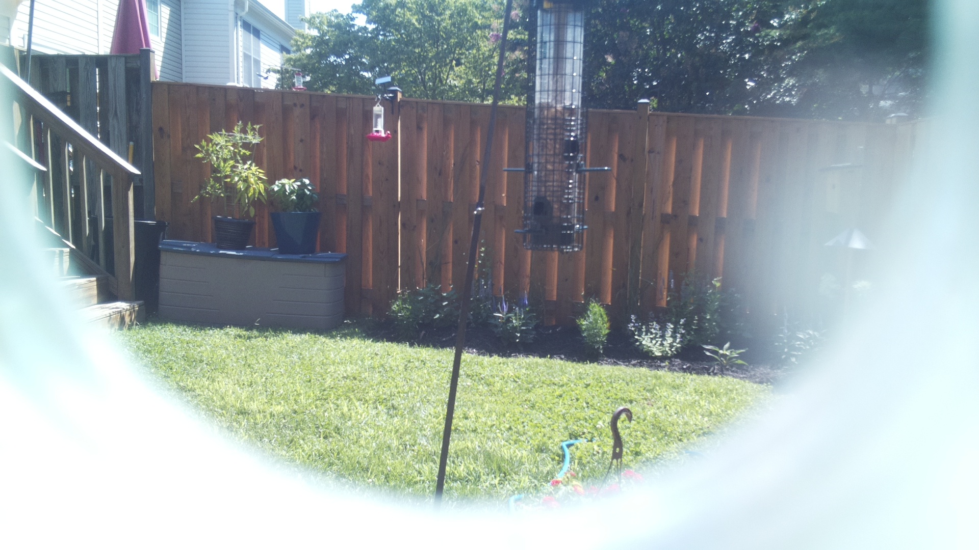 Likely Blackbird/Grackle