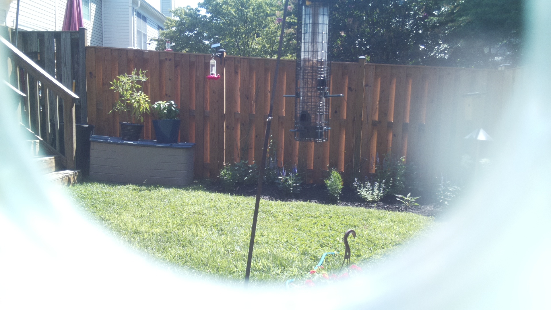 Unknown Bird
