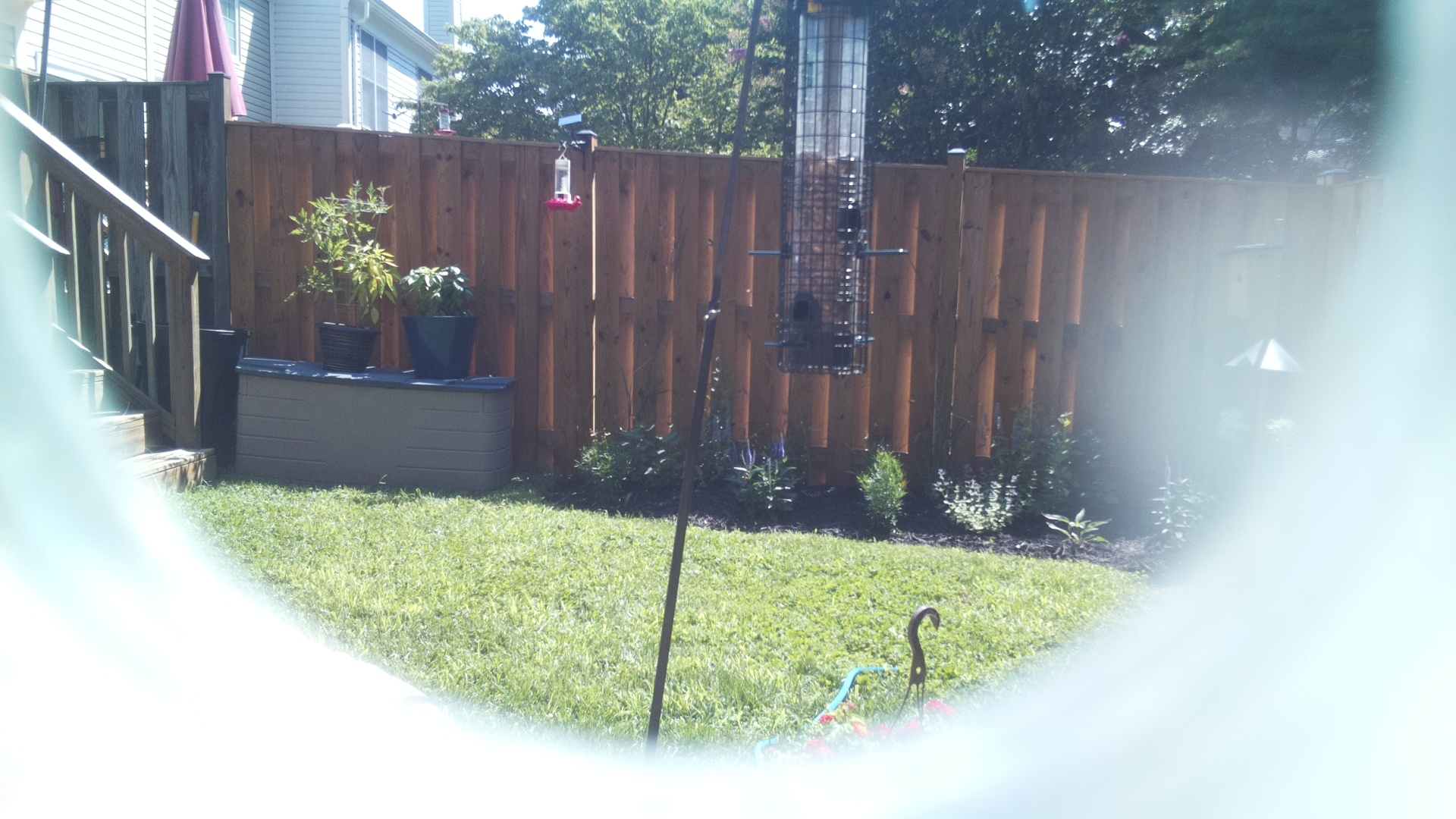 Unknown Bird