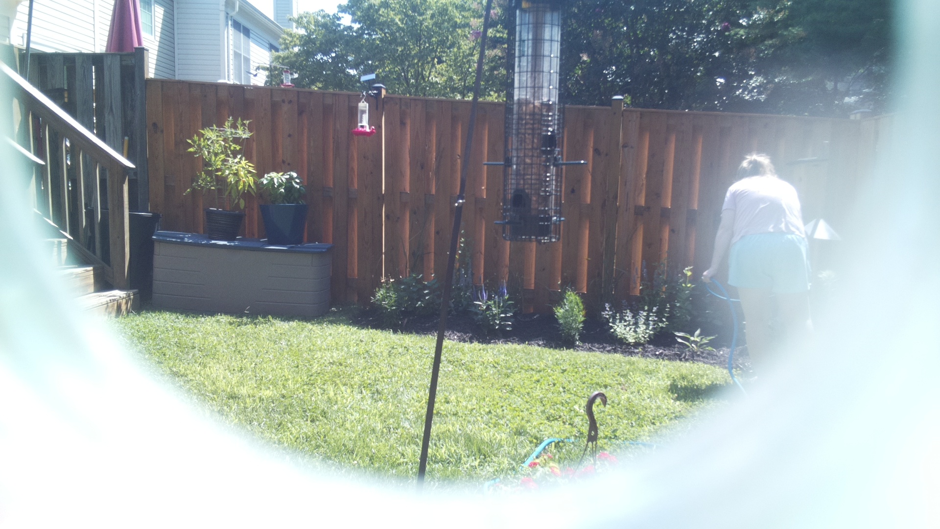 Likely Blackbird/Grackle