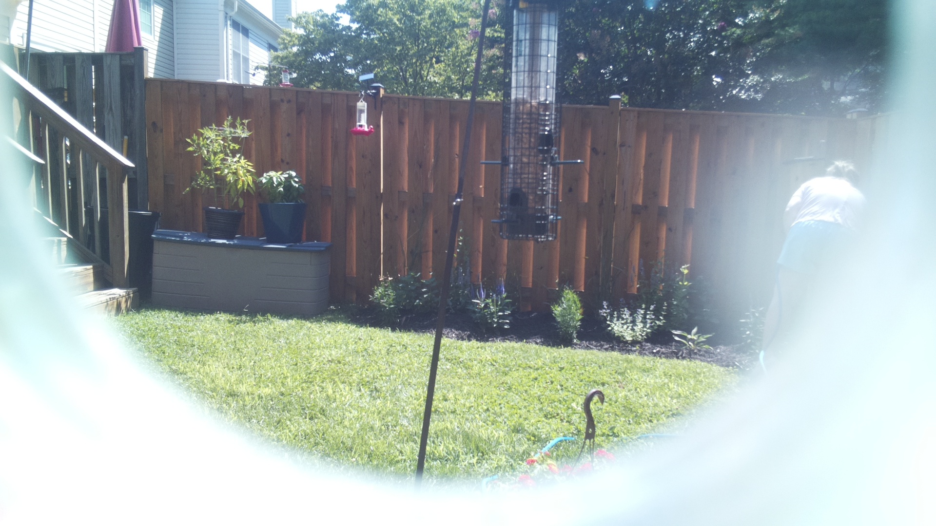 Likely Blackbird/Grackle