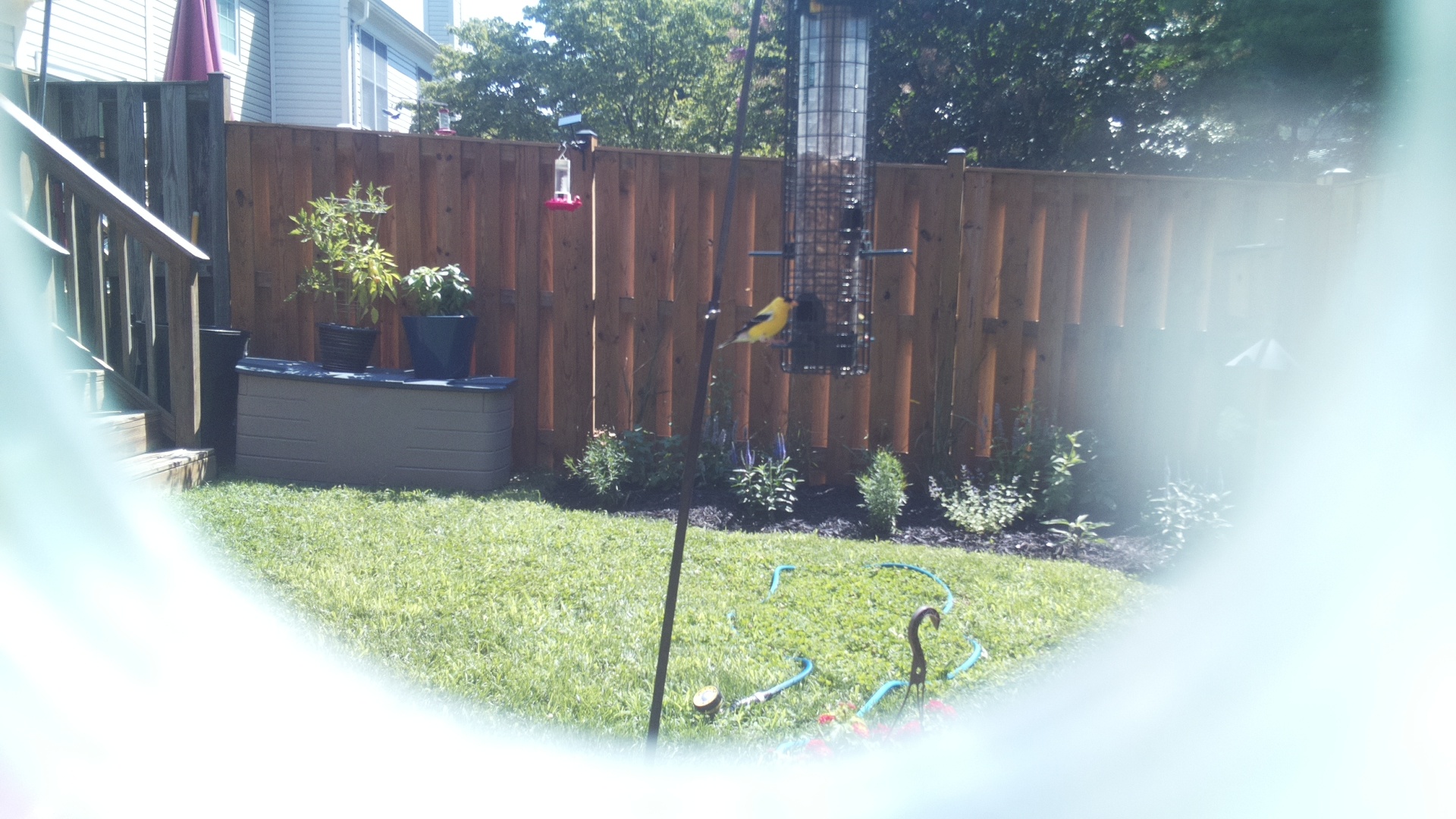 American Goldfinch