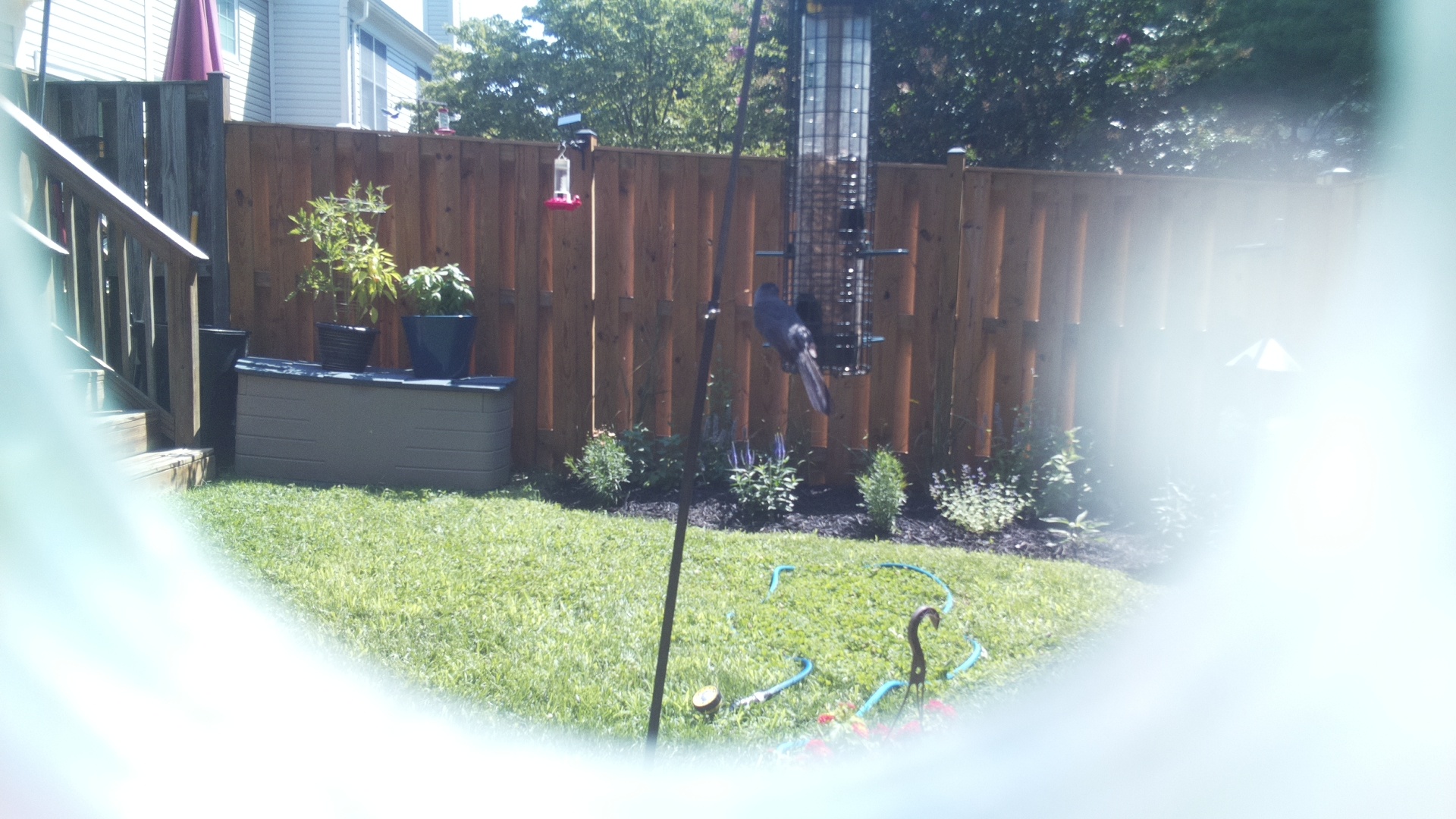Likely Blackbird/Grackle
