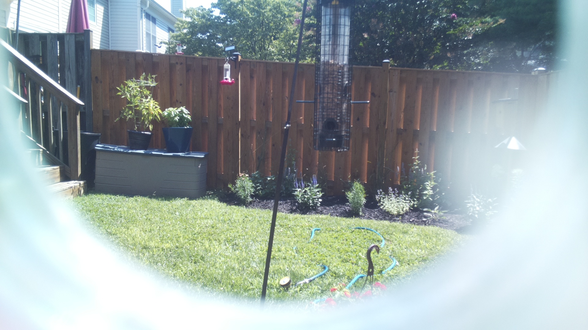 Likely Blackbird/Grackle