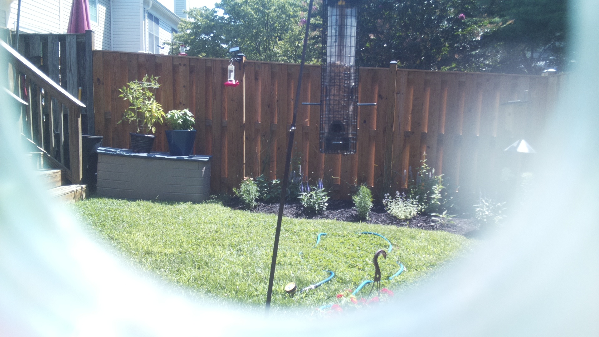 Likely Blackbird/Grackle