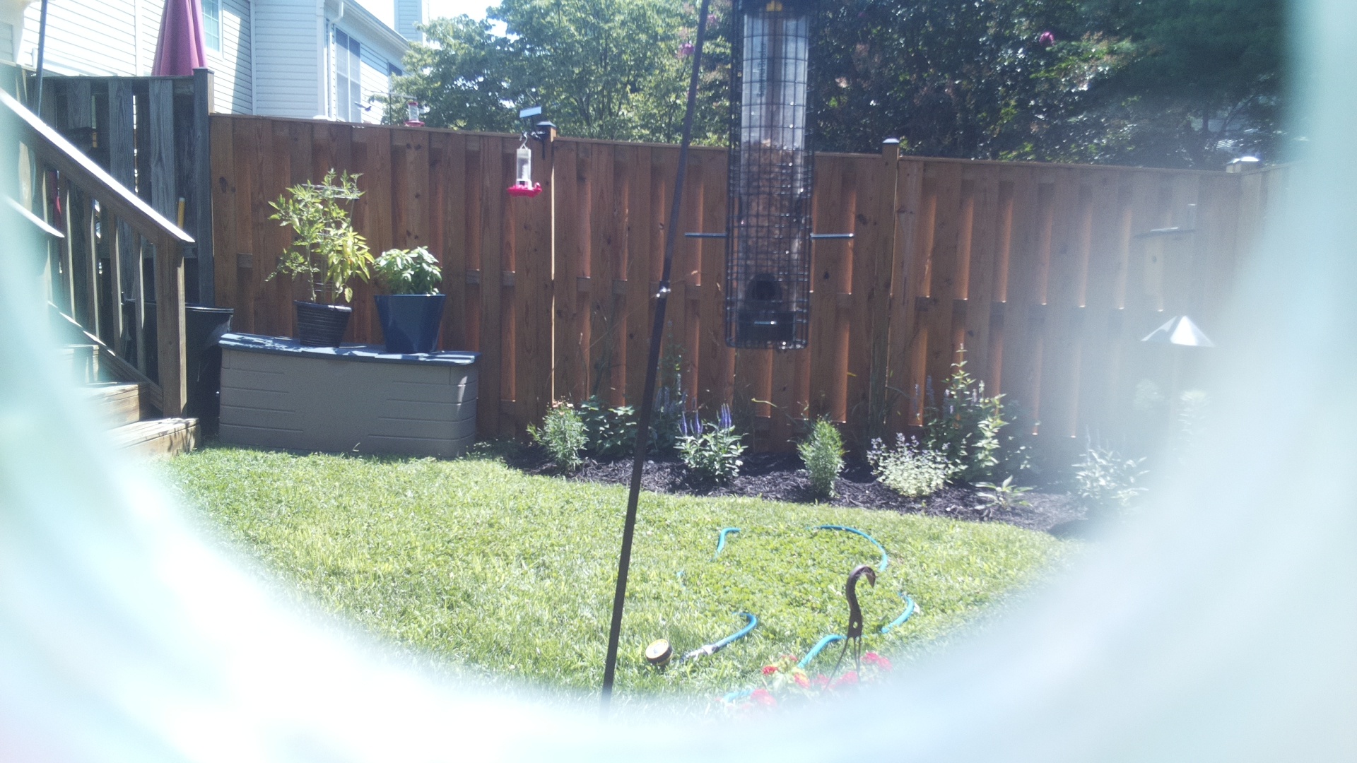 Likely Blackbird/Grackle