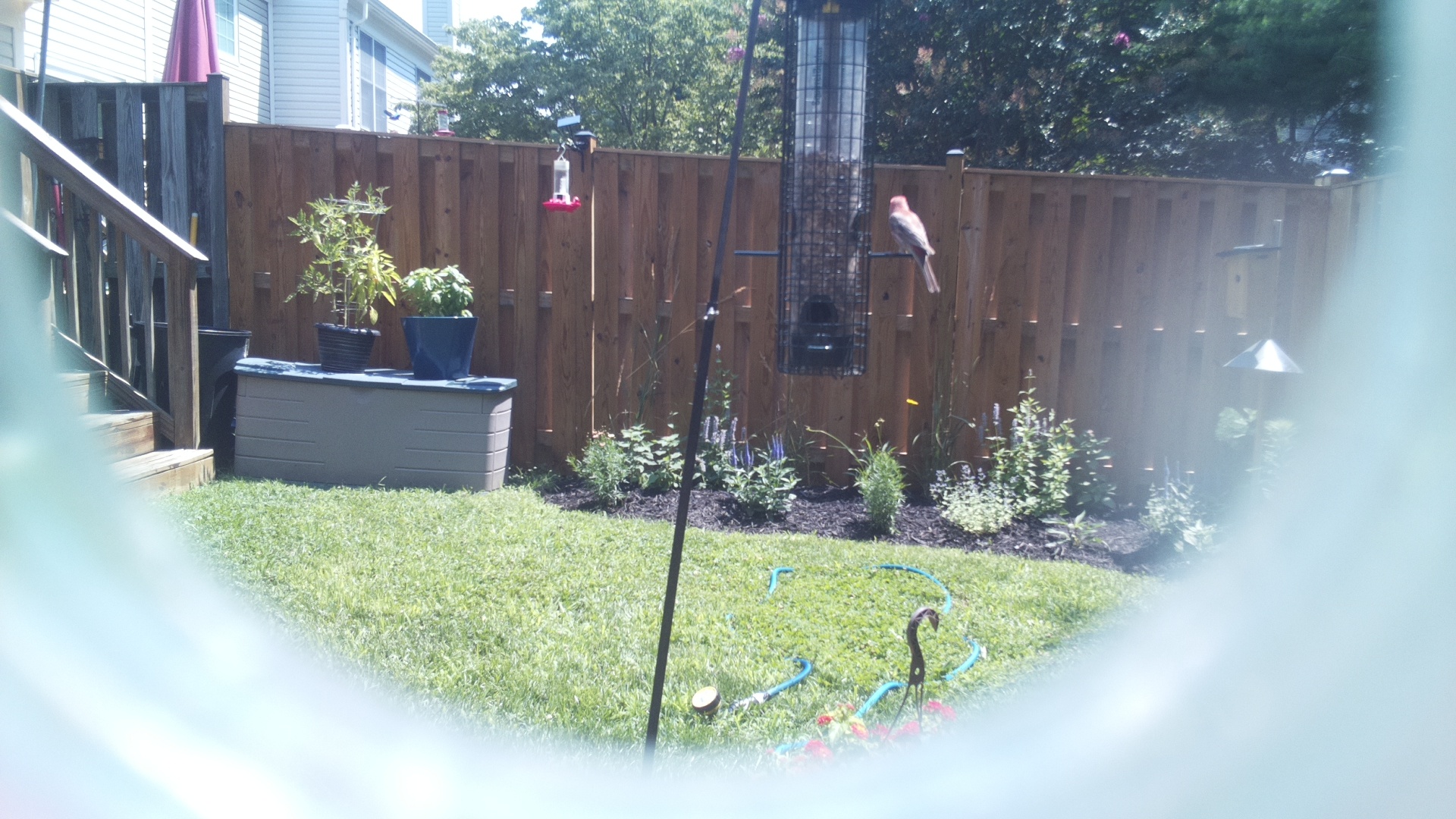 Purple Finch