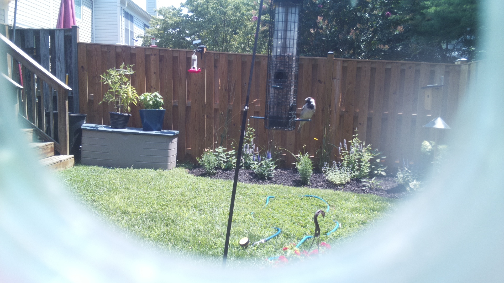 Likely Chickadee/Titmouse
