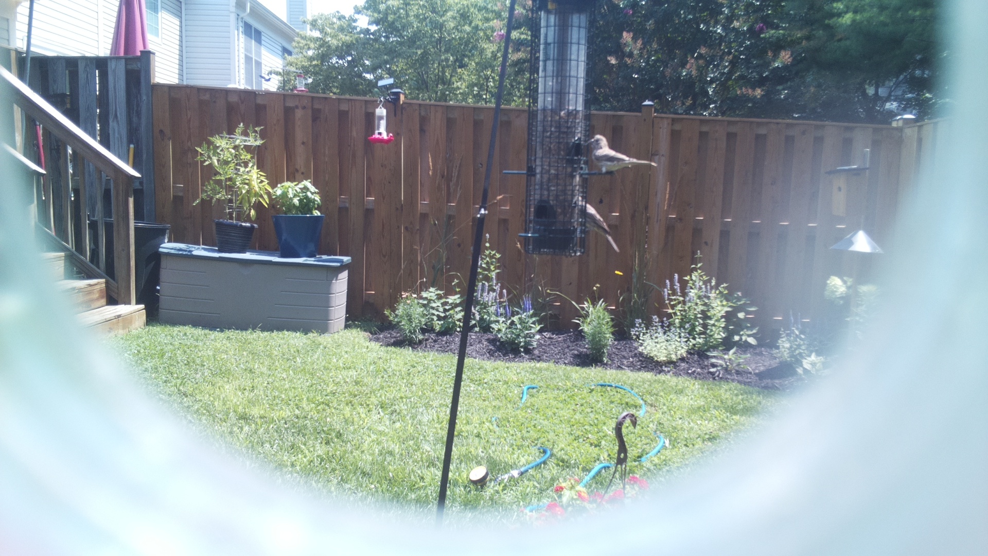 Unknown Bird
