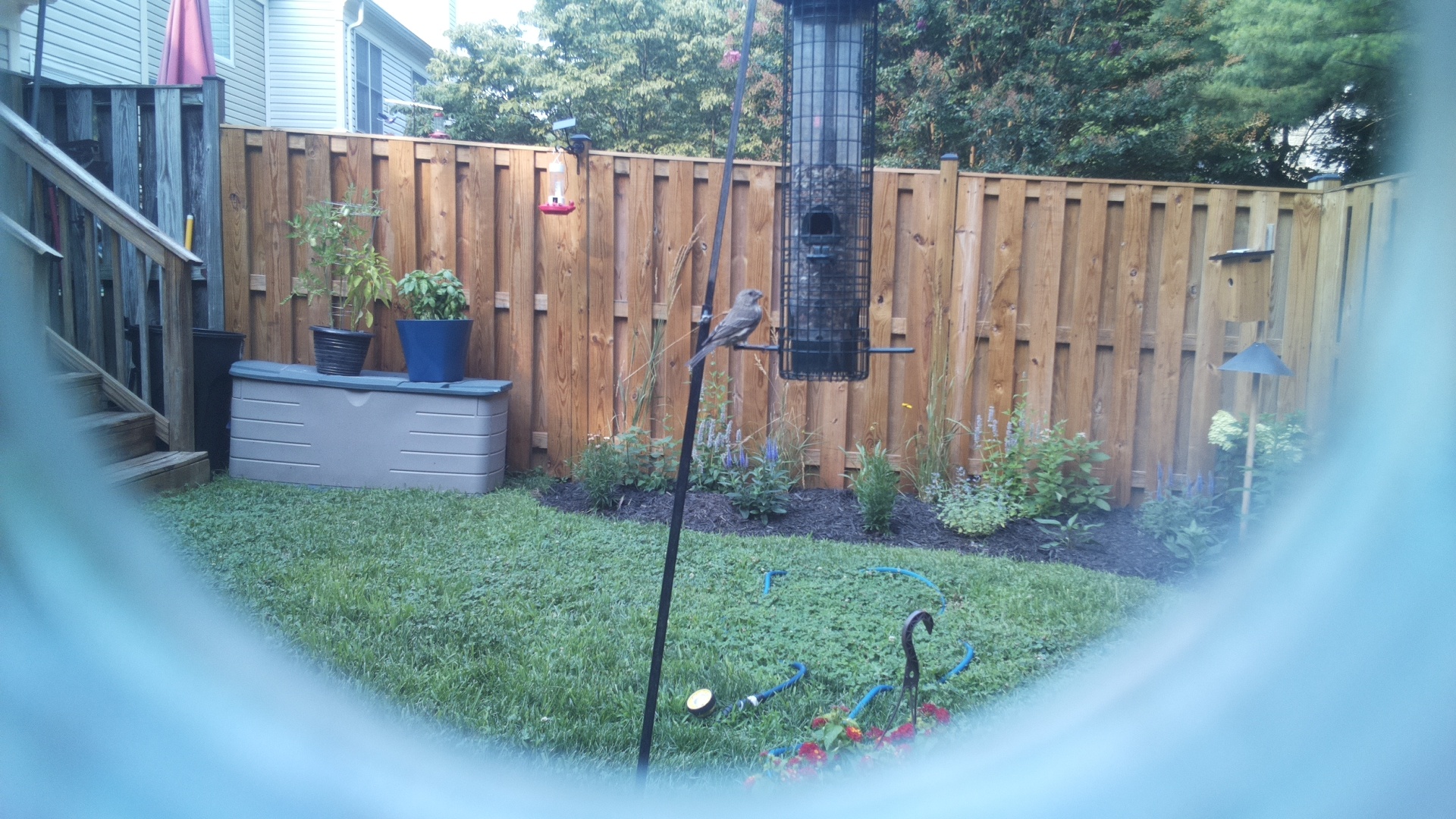 Likely Blackbird/Grackle