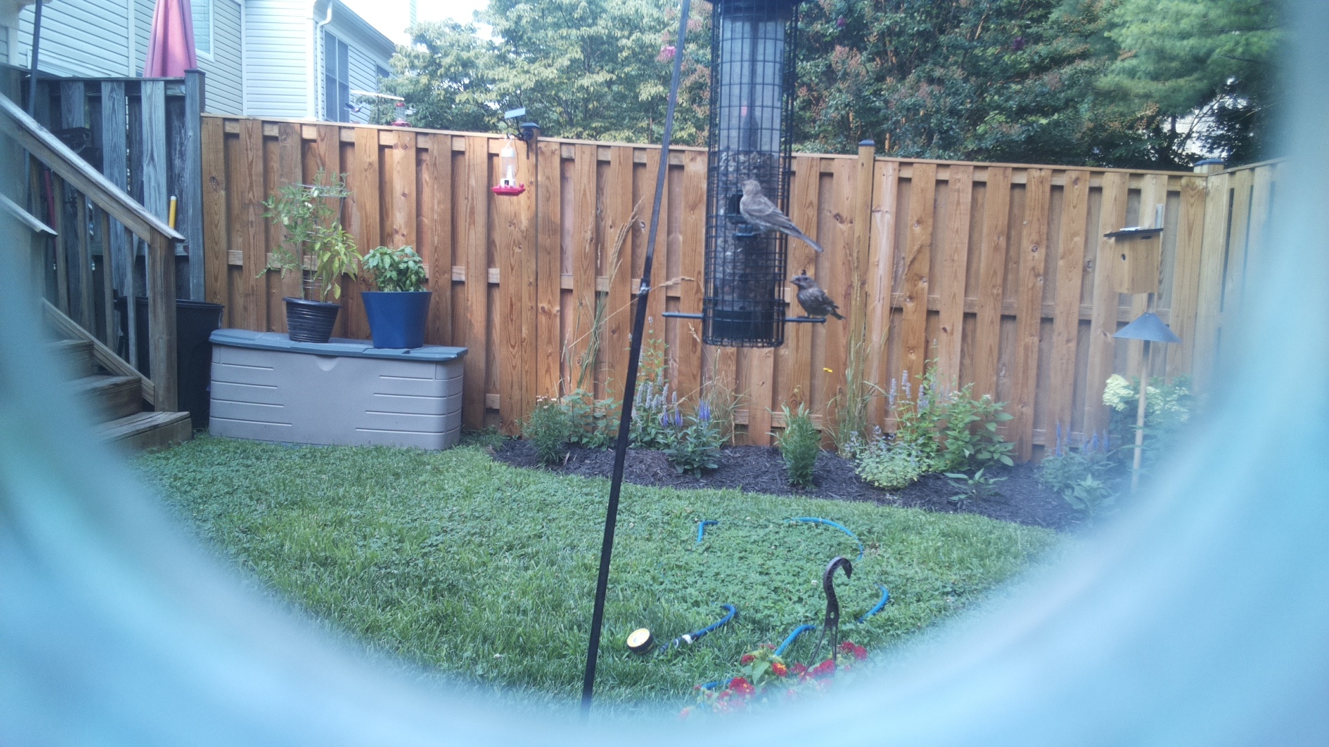 Unknown Bird