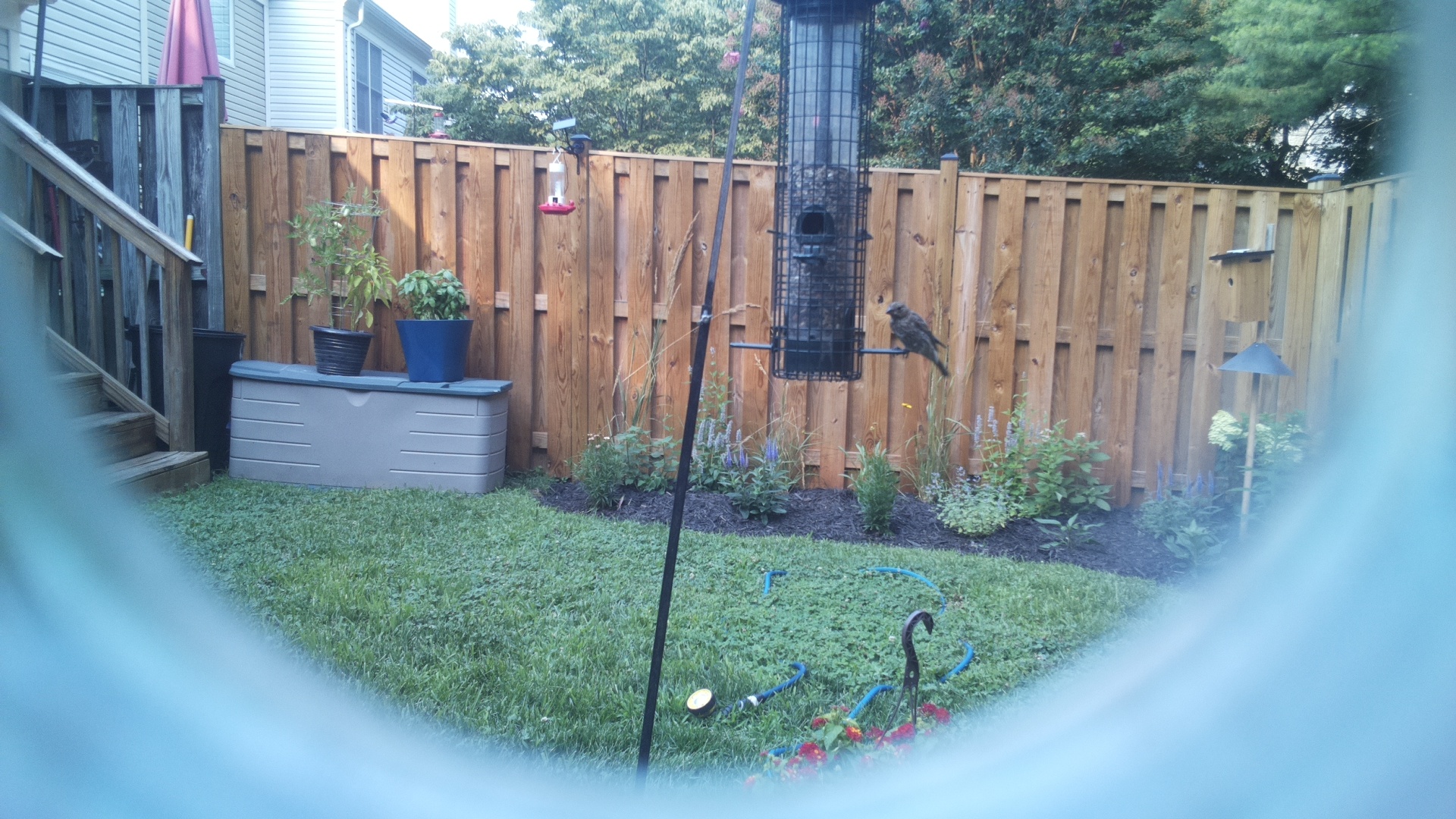 Likely Blackbird/Grackle