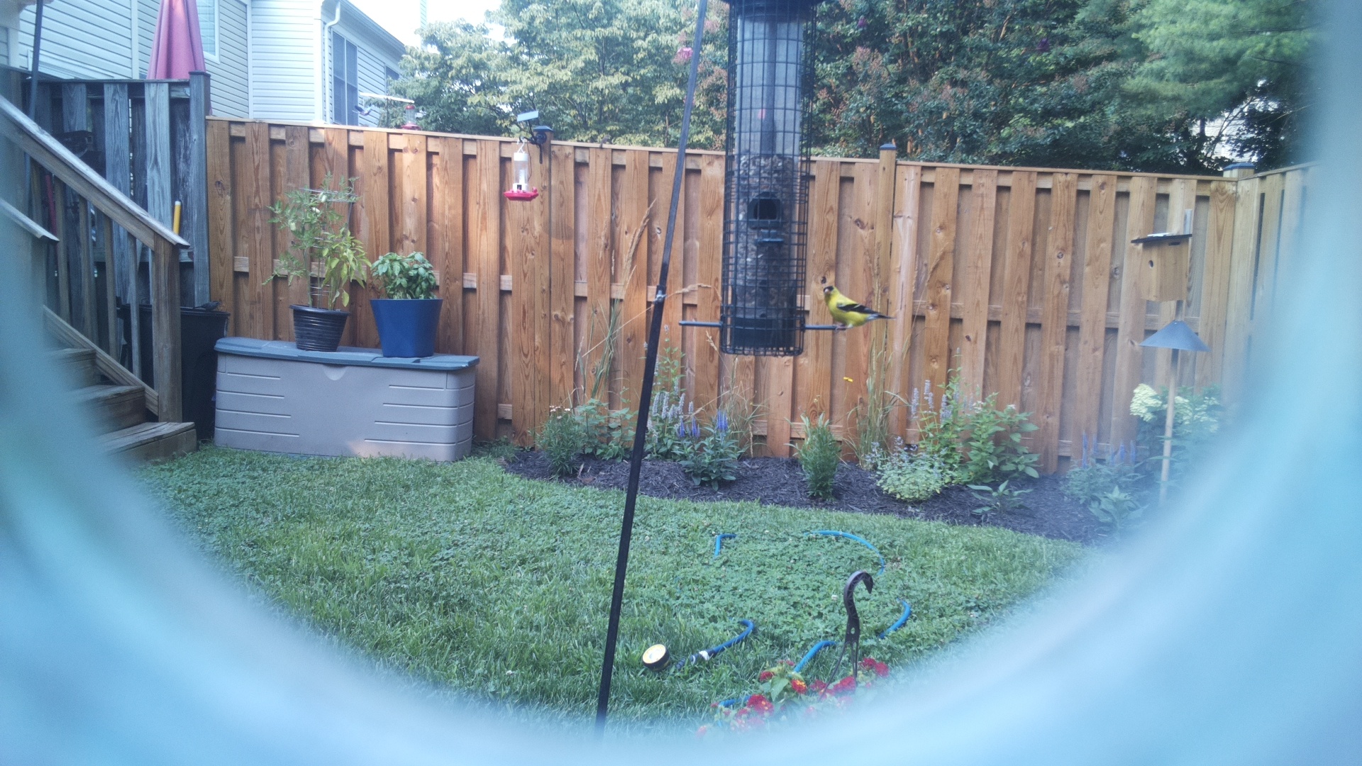 American Goldfinch