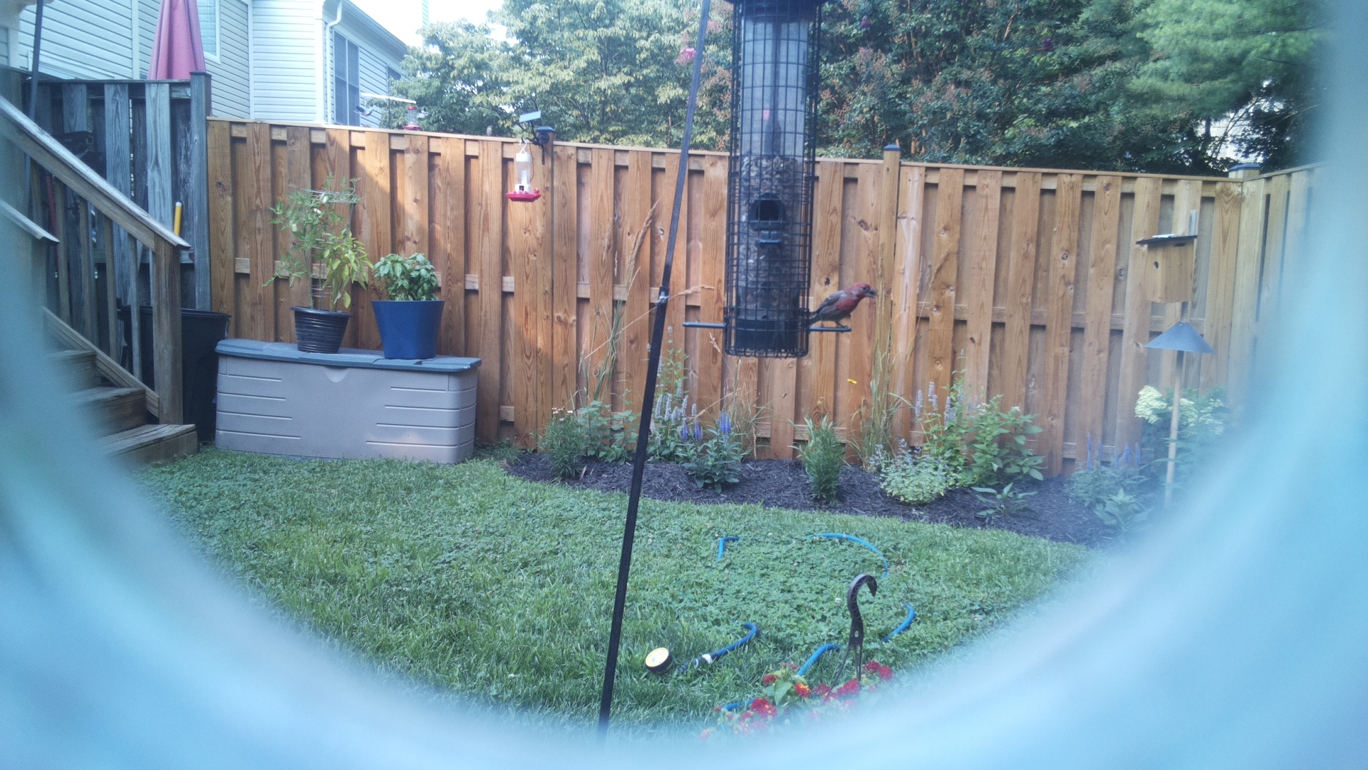 Purple Finch