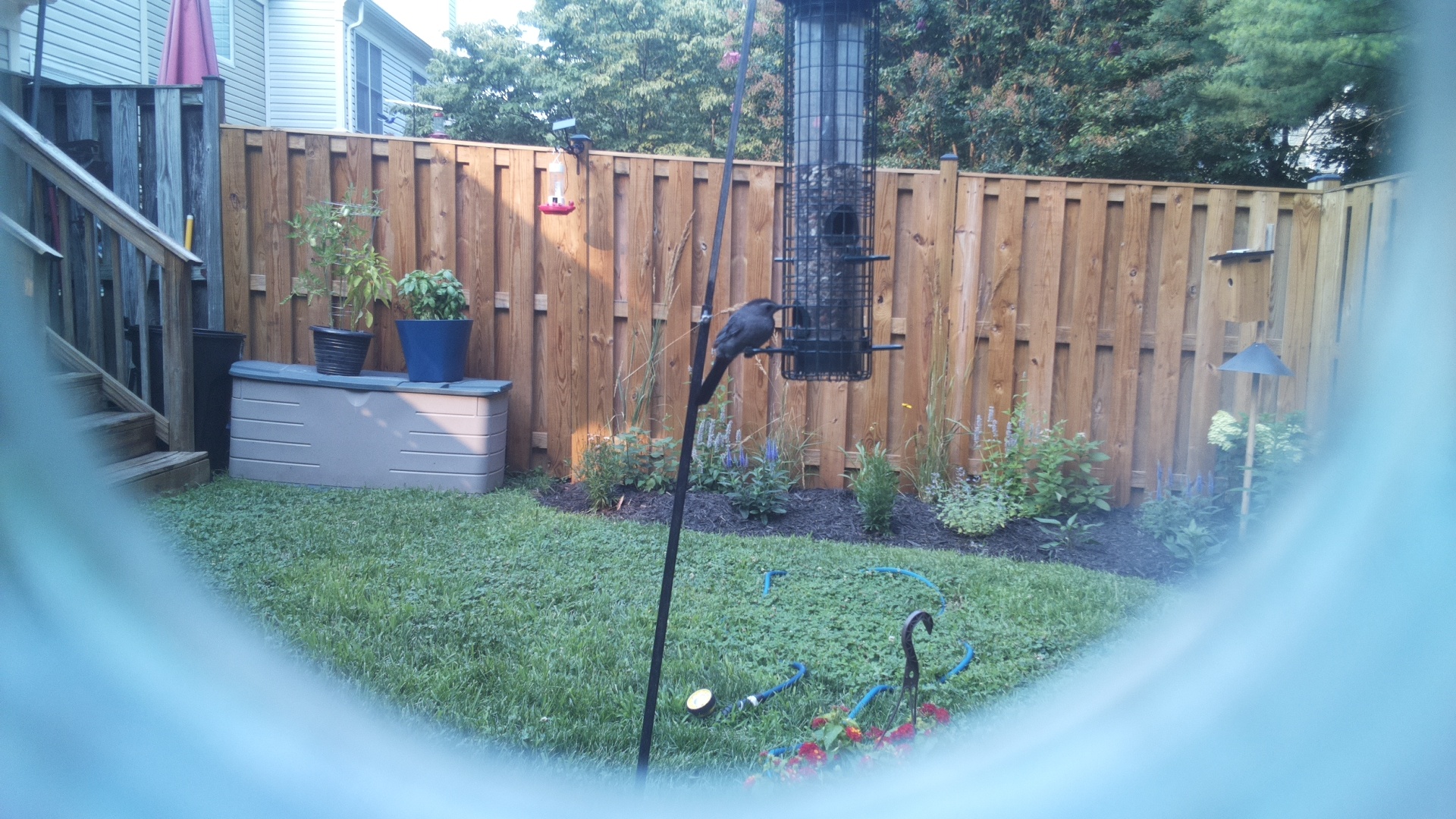 Likely Blackbird/Grackle